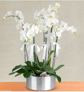 6 dal beyaz orkide
